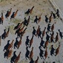 Şampiyon adayları yeni sahiplerini buldu