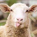 Kurbanlıklar tükendi