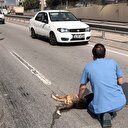 Yaralı köpeği tırıyla korudu