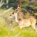 Nesli tükenmekte olan hayvanlar "Gen Bankası"nda korunacak