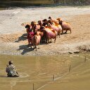 Koyununu sudan geçiren kazandı