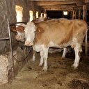 Şarbon hastalığı nedir, nasıl bulaşır?