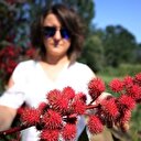 Tıbbi ve aromatik bitki üretimine akademik destek