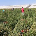 'Olmaz' denilen ürünleri tek tek yetiştiriyor