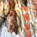 Türkiye'den ihracat hamlesi: Su ürünleri sektörü Afrika’ya yöneldi