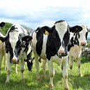 FETÖ'cü iş adamına ait inekler satışa çıkarıldı