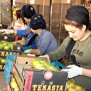 Bu köyde 44 milyon liralık domates üretiliyor