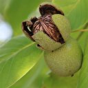 Kaman cevizinde bereketli hasat dönemi