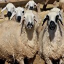 Et sorununa 'küçükbaş hayvan' çözümü