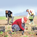 Tarım Kredi’den katılım hamlesi