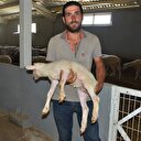 AVM yöneticisi köyünde hayvancılığa başladı