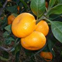 Mandalina bağışıklığa birebir