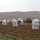 Yerli tohumlara 7 yeni çeşit eklendi