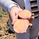 Renkli patatesler geliyor
