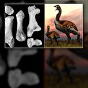 Dünyanın en büyük kuşu keşfedildi