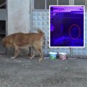 Köpekleri av tüfeğiyle öldürdü