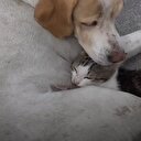 Sokak köpeği kedi yavrusuna annelik yapıyor