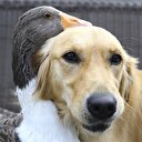 Dostlukları herkese örnek olsun