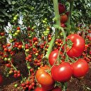 Domates ihracatı 1,5 milyar doları aştı