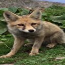 Kızıl tilki yaylacıların maskotu oldu