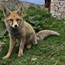 Kızıl tilki yaylacıların maskotu oldu