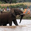 Sri Lanka'da filler 19 kişiyi öldürdü