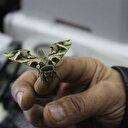 İstanbul'da mekik kelebeği yakalandı