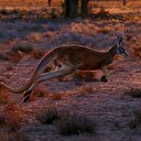 Vahşi kanguru Avustralyalı çifti hastanelik etti