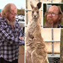 Vahşi kanguru Avustralyalı çifti hastanelik etti