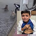 Aç köpekler küçük çocuğa dehşeti yaşattı