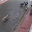 Sokakta dehşeti yaşadı: Aç kalan köpekler ilkokul öğrencisine saldırdı