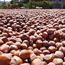 Bakan'dan fındık fiyatları için kritik açıklama