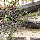 Erik ağacı mevsimi şaşırınca çiçek açtı