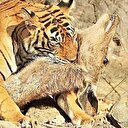 13 kişiyi öldüren kaplanı 150 kişilik ekip arıyor