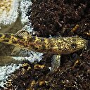 Yeni bir balık türü keşfedildi