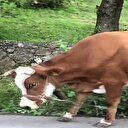 İneklere yapılan işkence gibi uygulama!