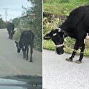 İneklere işkence gibi uygulama