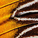 Kelebek kanatlarının şaşırtan görüntüsü