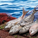 Büyütülen alabalık ithal somona rakip oldu