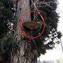 Görenler şaşkına döndü