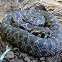 İsrail şimdi de Filistin'in yılanını çaldı