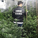 Evi seraya dönüştürmüş: 3 milyonluk kenevir ele geçirildi