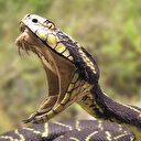 İsrail Filistin’in yılanını çaldı