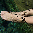 Sivas'taki 'doktor balıklara' Rus ilgisi