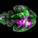 Türk doktor, hücre ve molekülleri açık açık görüntüledi