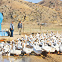 Emekli olup kaz çiftliği kurdular