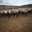 Araştırma Enstitüsünün 'damızlık koçları'na yoğun talep