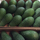 Avokado üreticileri Rusya'nın talebine yetişemiyor