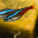 Kalp hasarını balıklar onaracak