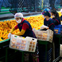 Tarım ihracatçısına 200 milyon dolarlık destek